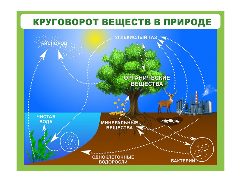 Биологический круговорот схема 6 класс география