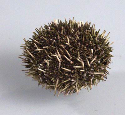 item_13402
