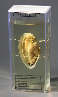 item_13630